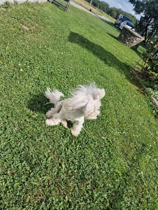 Sunia maltanczyk 2kg mini xss odchowana