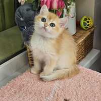 Золотая британская шиншилла кот котята котик шоколадного