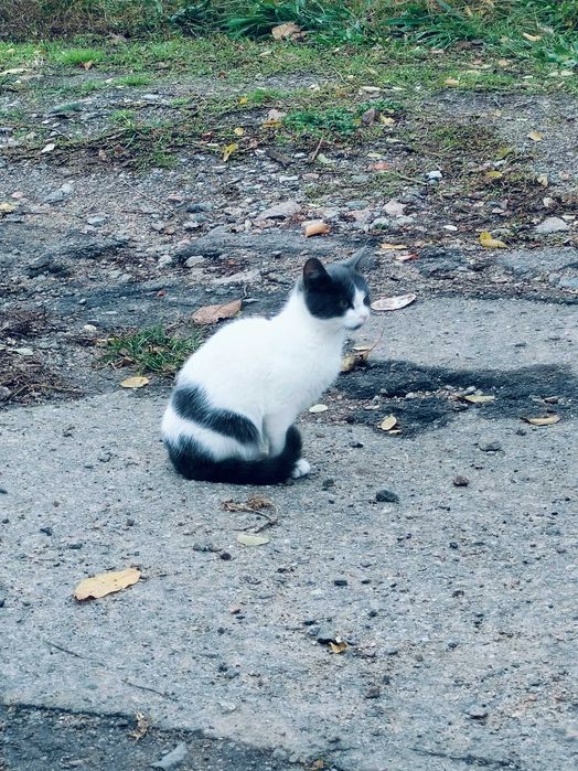 Нежная кошечка в поисках дома