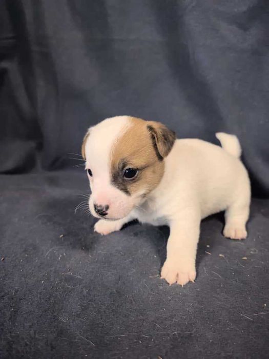 Jack Russell Terrier