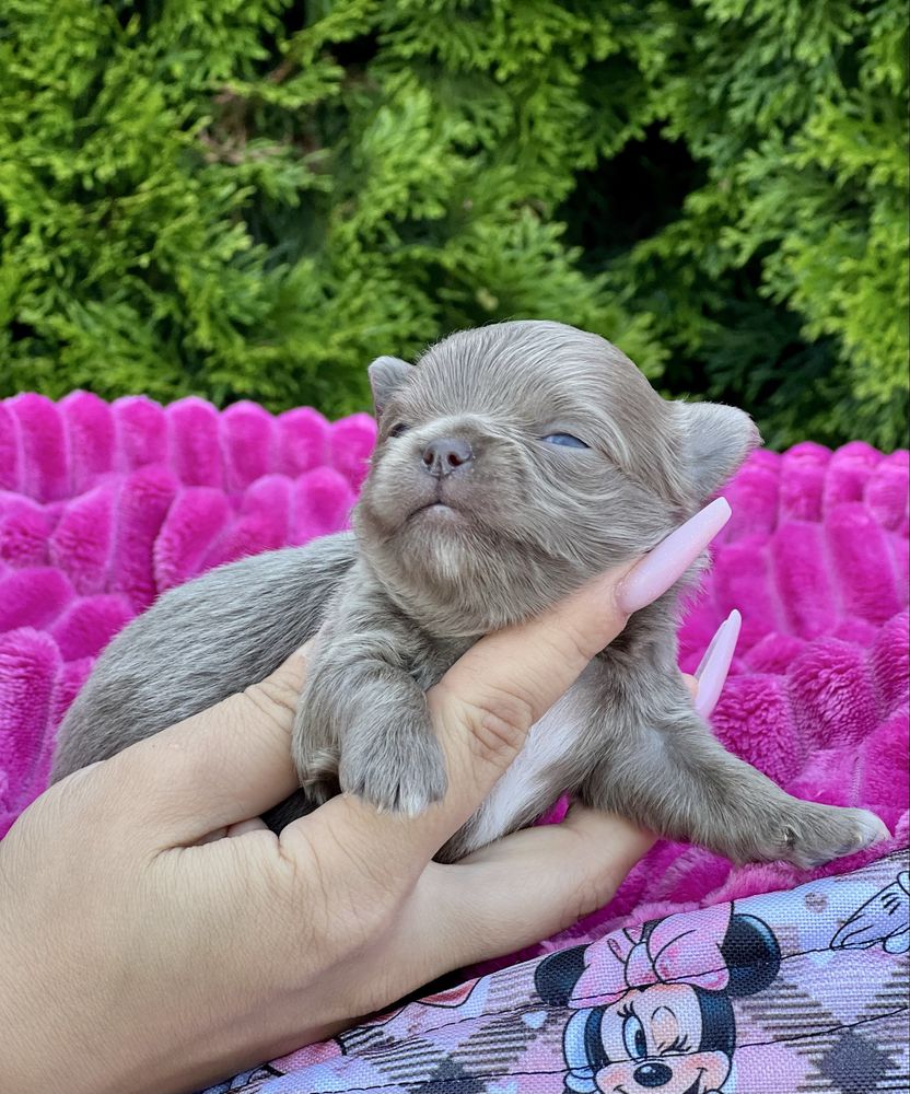 ***Chihuahua cudowny liliowy chłopczyk***
