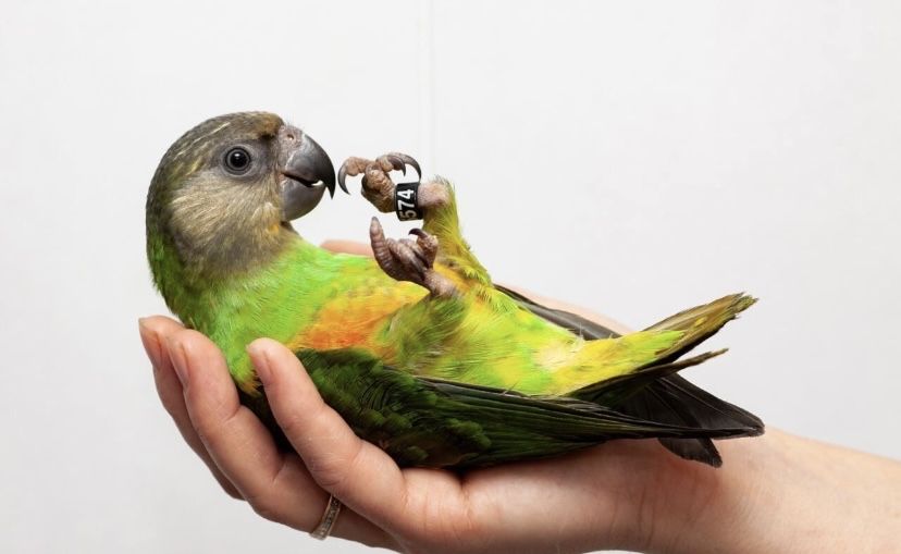 Ручной птенчик сегегал , выкормыш сегегальского попугая