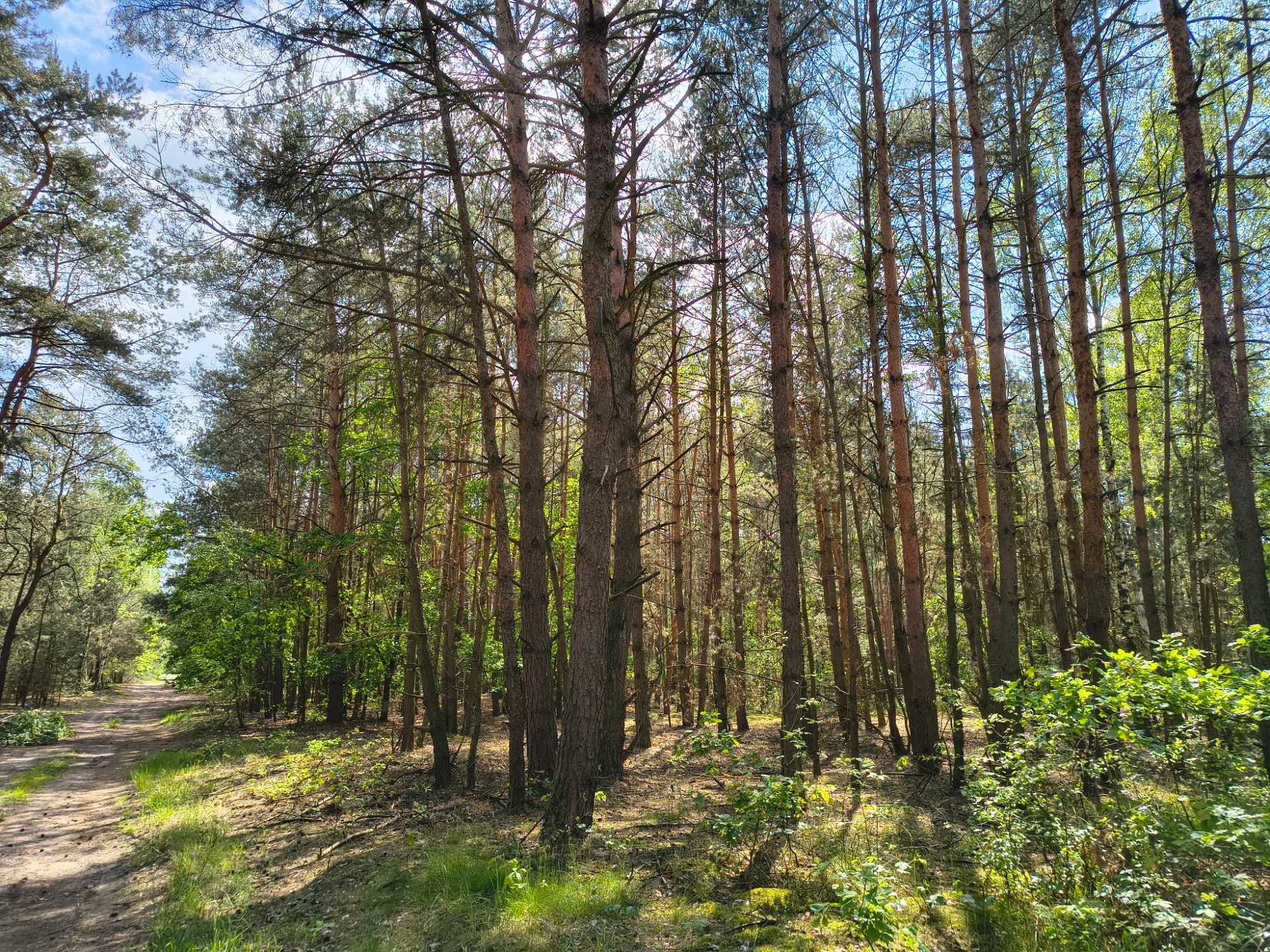 Leśna przystań pod Łowiczem! 1,88 ha spokoju, tylko 10 minut od A2!