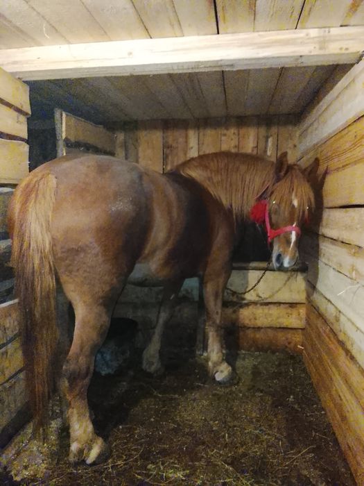 Продам кобилу 5років