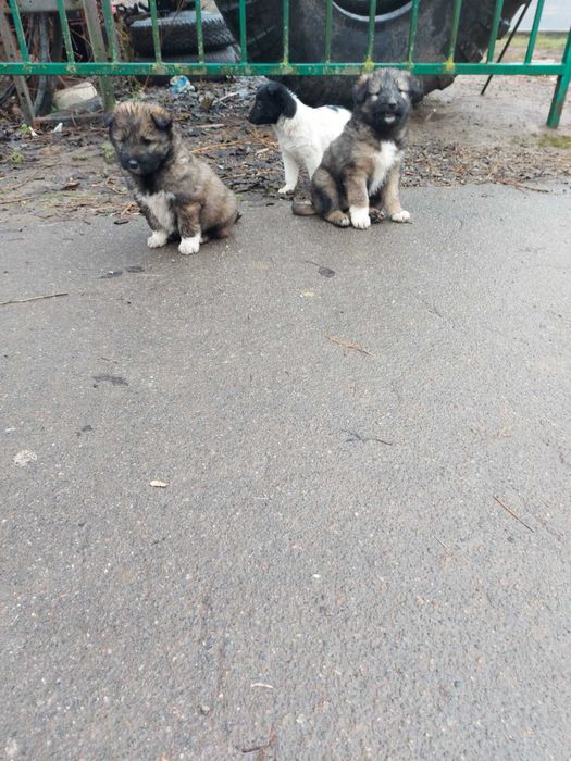 Віддам цуценя в добрі руки , собачку