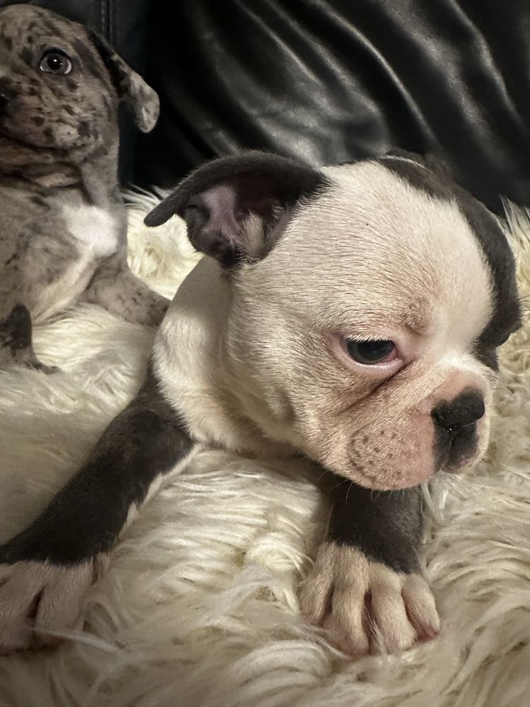 Buldog francuski blekitny chlopak