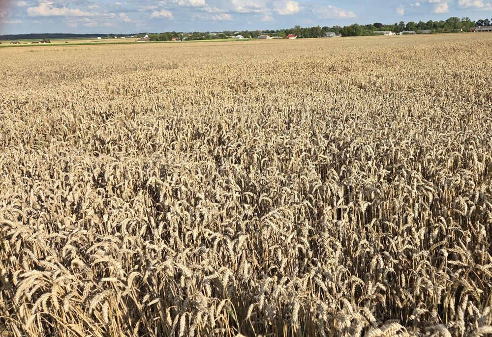 Pszenica LG kieramik