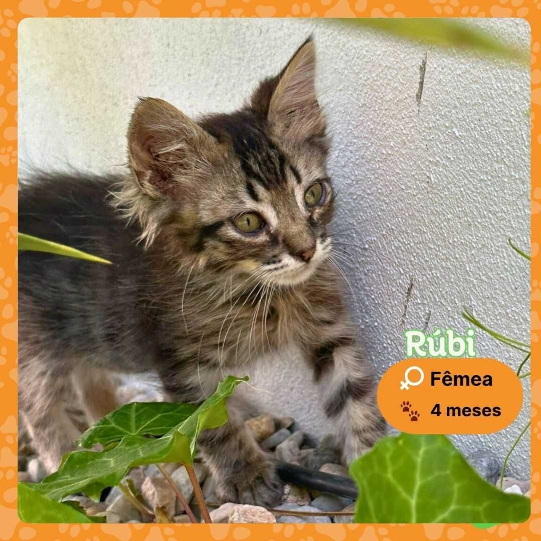 Gatinhos para adoção