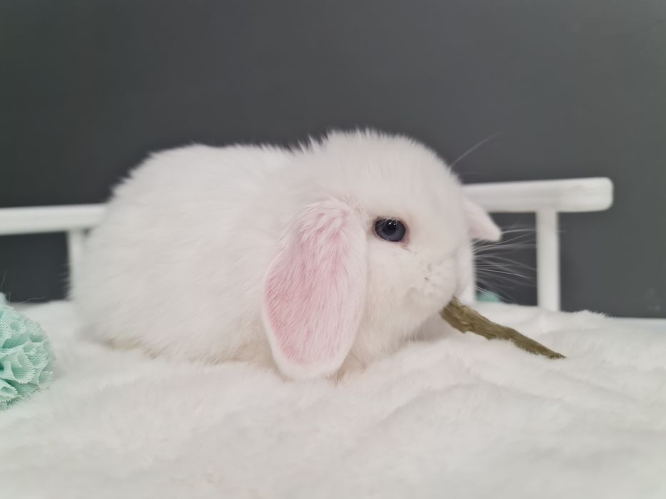 Mini lop królik króliczek miniaturka baranek hodowla transport