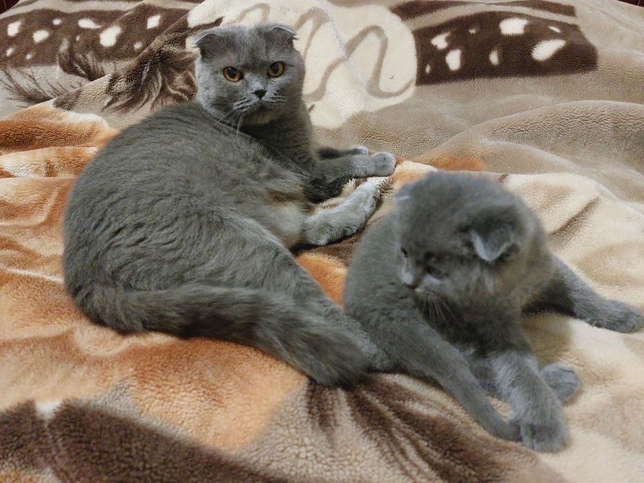 Кошенята висловухі, прямовухі