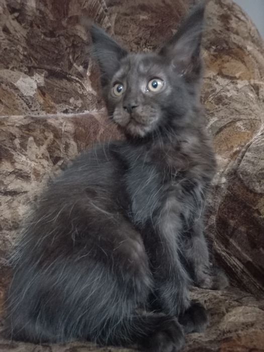 Czarny kocurek Maine Coon