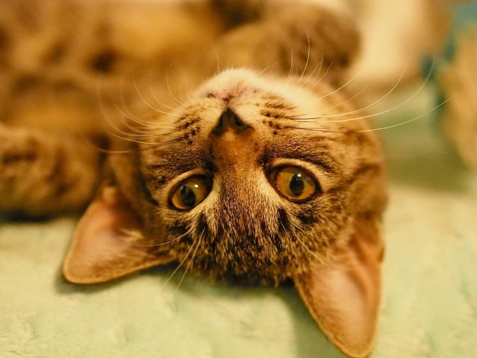 Oddam kotke z pakietem