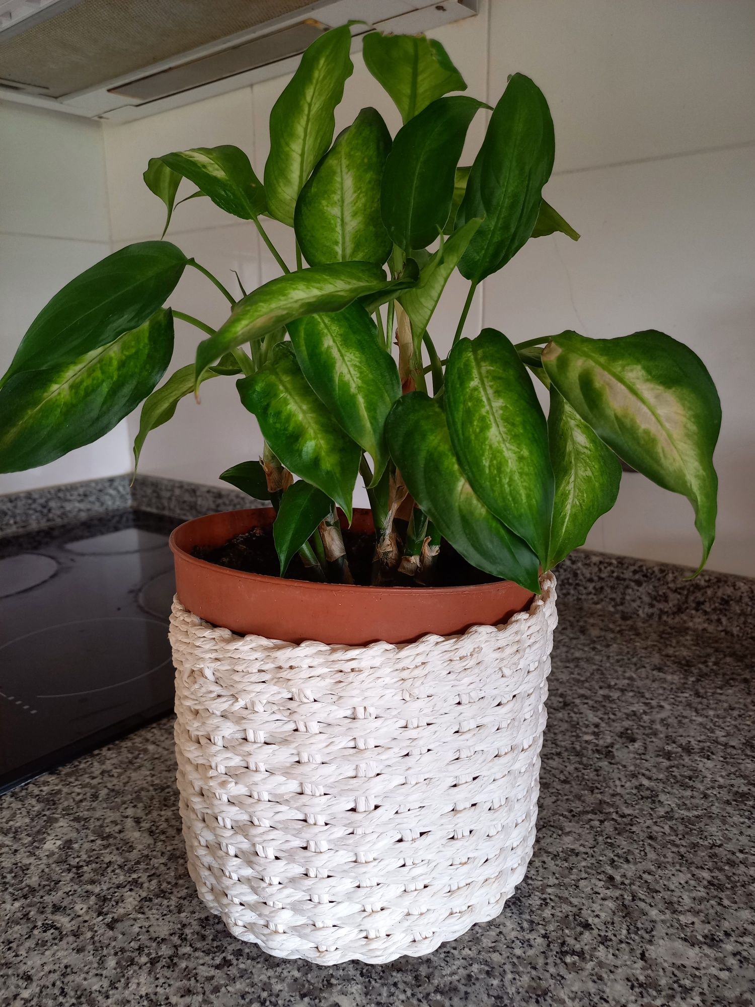 Planta Araceae em vaso