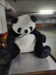 Urso gigante a precisar de banho