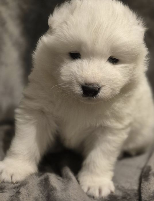 Samoyed bialy piesek