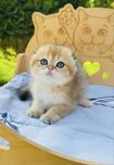 Плюшевий шотландський хлопчик