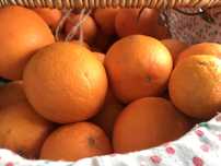 Laranjas bio, precço por kg