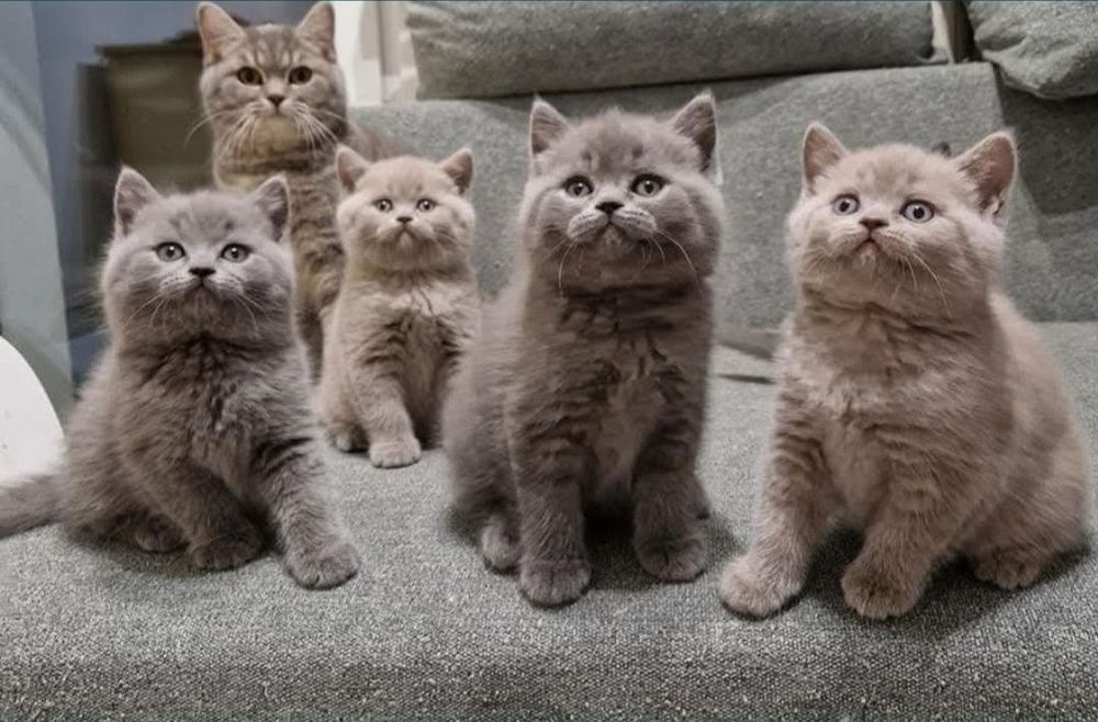 Kotka brytyjska liliowa z 5 cio pokoleniowym rodowodem