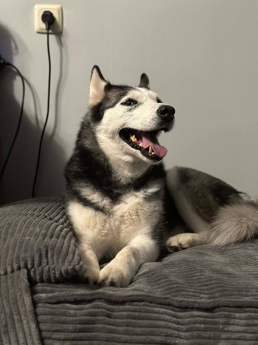 Хаскі Барбі шукає родину