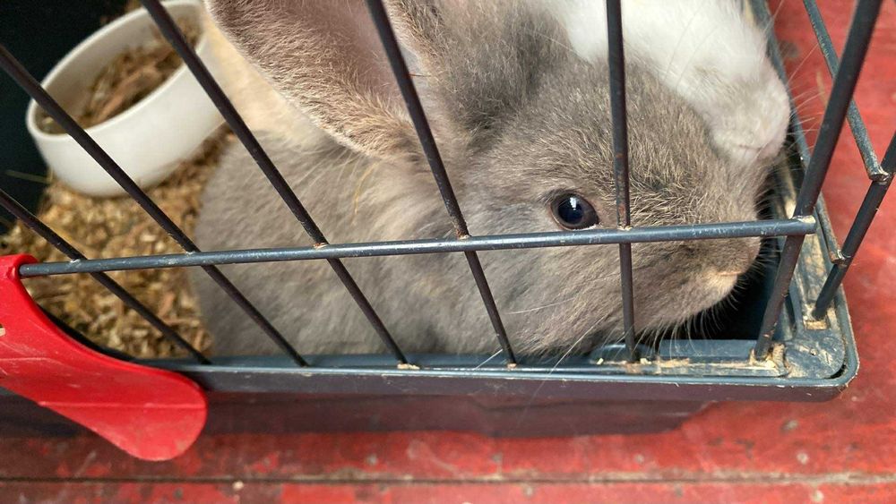 Oddam kroliczka w dobre ręce