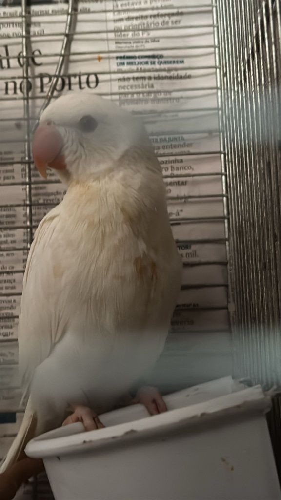 Vendo  ringuenek branco bebé