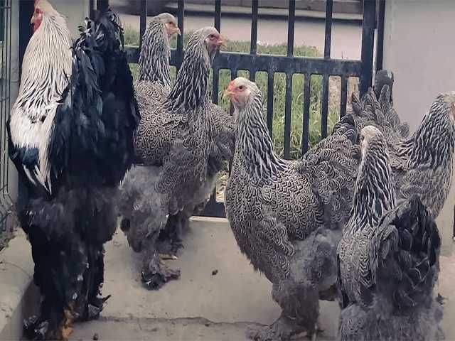 Курчата та інкубаційне яйце  Брами золото, срібло, темна.