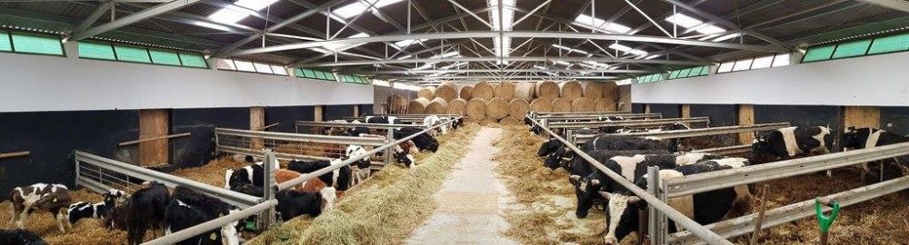 Budowa budynków inwentarskich Obora na krowy Chlewnia Tuczarnia