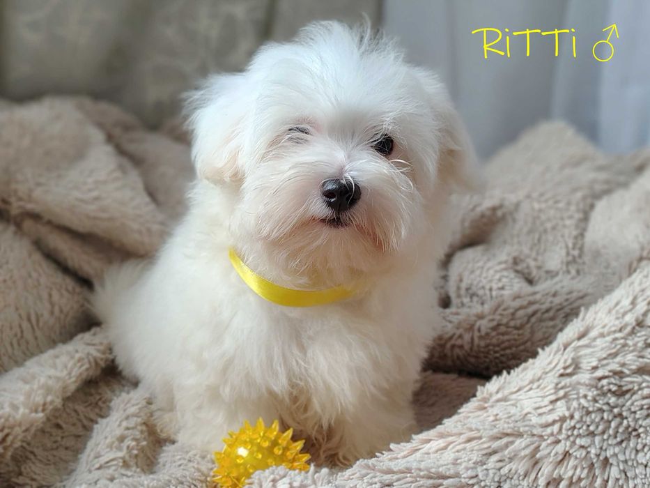 SAMIEC RITTI biały malutki Coton De Tulear szczenię ZHPR UCI Kraków