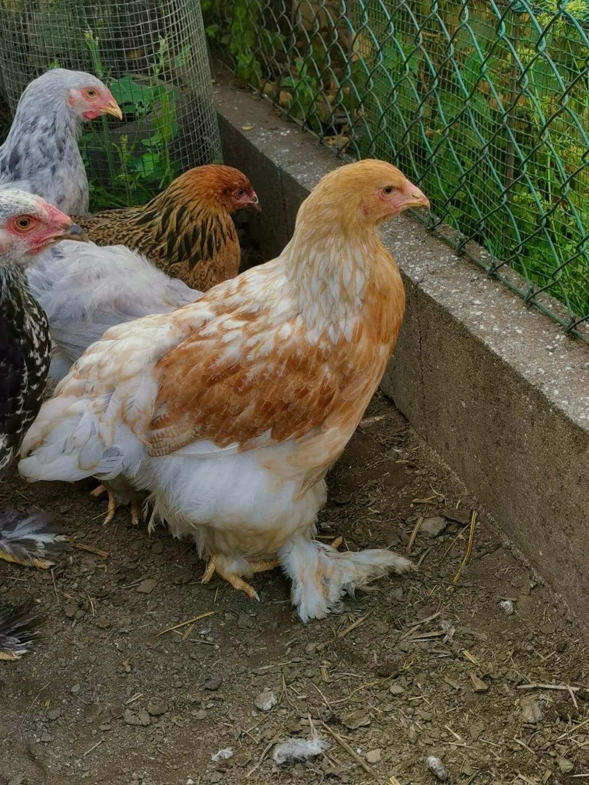 Brahmas pedriz dark