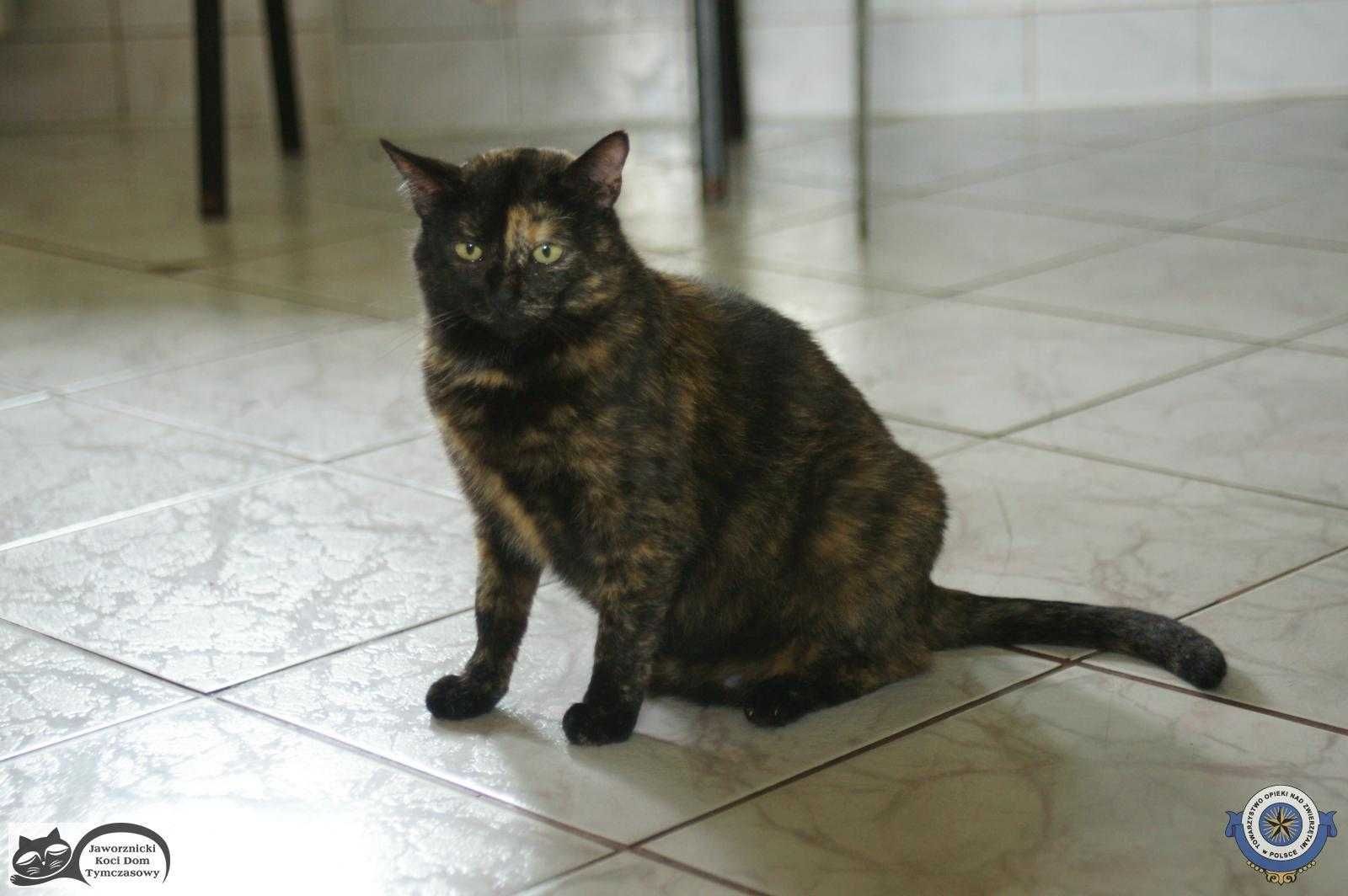 Trikolorka do adopcji - Boyka