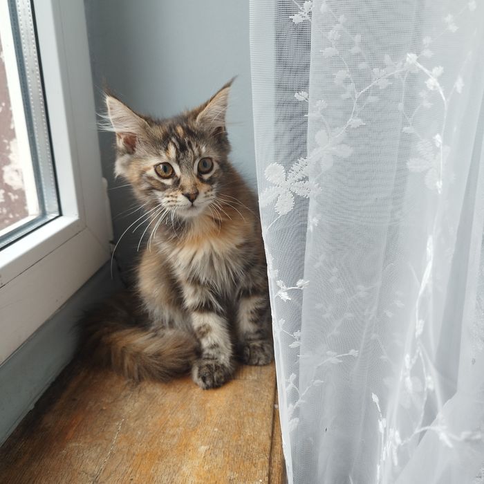 Kotka Maine Coon