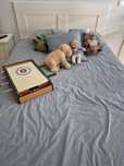 Cama de casal com 4 gavetas. Inclui colchão..