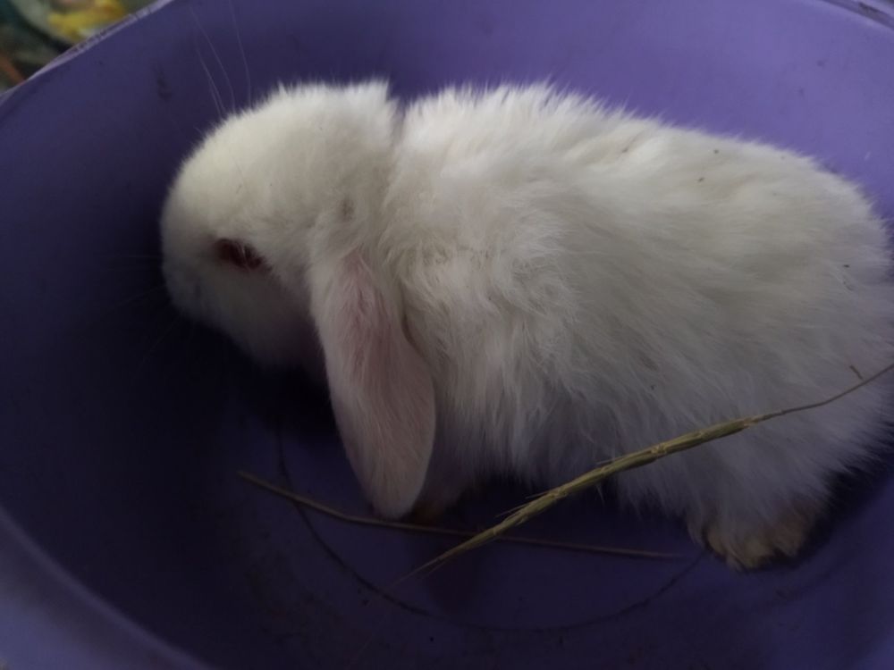 Карликовый кролик 1,5 месяца |Все для любимых животных