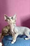 Devon rex Luna koteczka