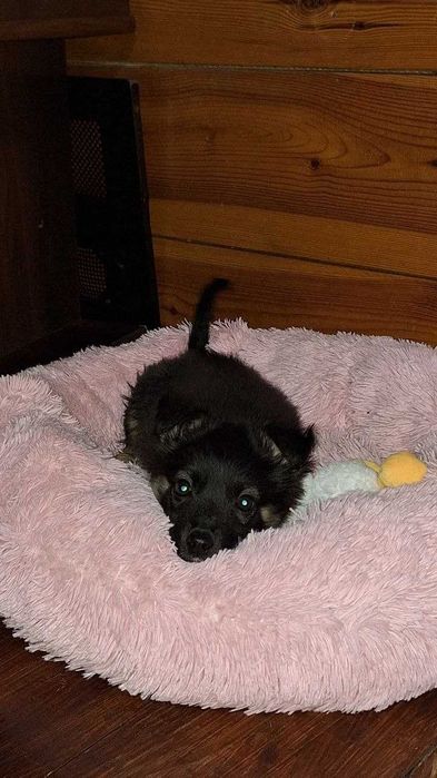 Грайливий хлопчик шукає родину (привеземо в будь-який куточок країни)