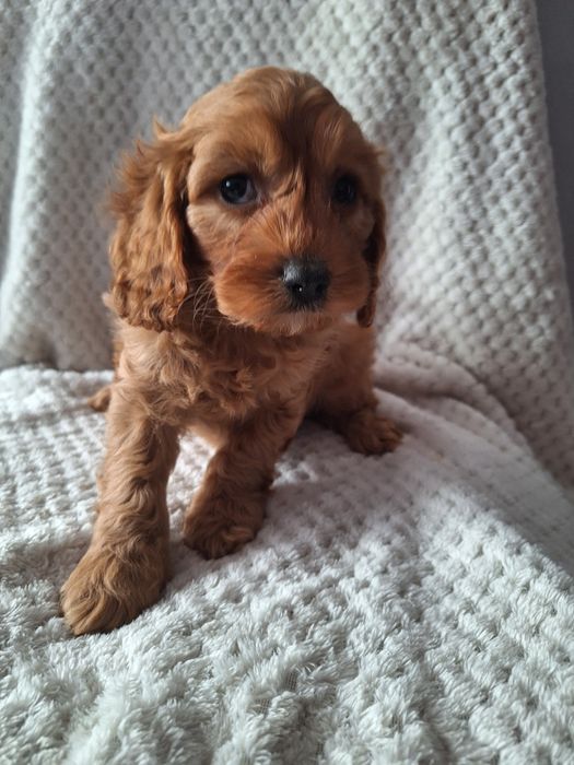 Cavalier-pudel-cavapoo