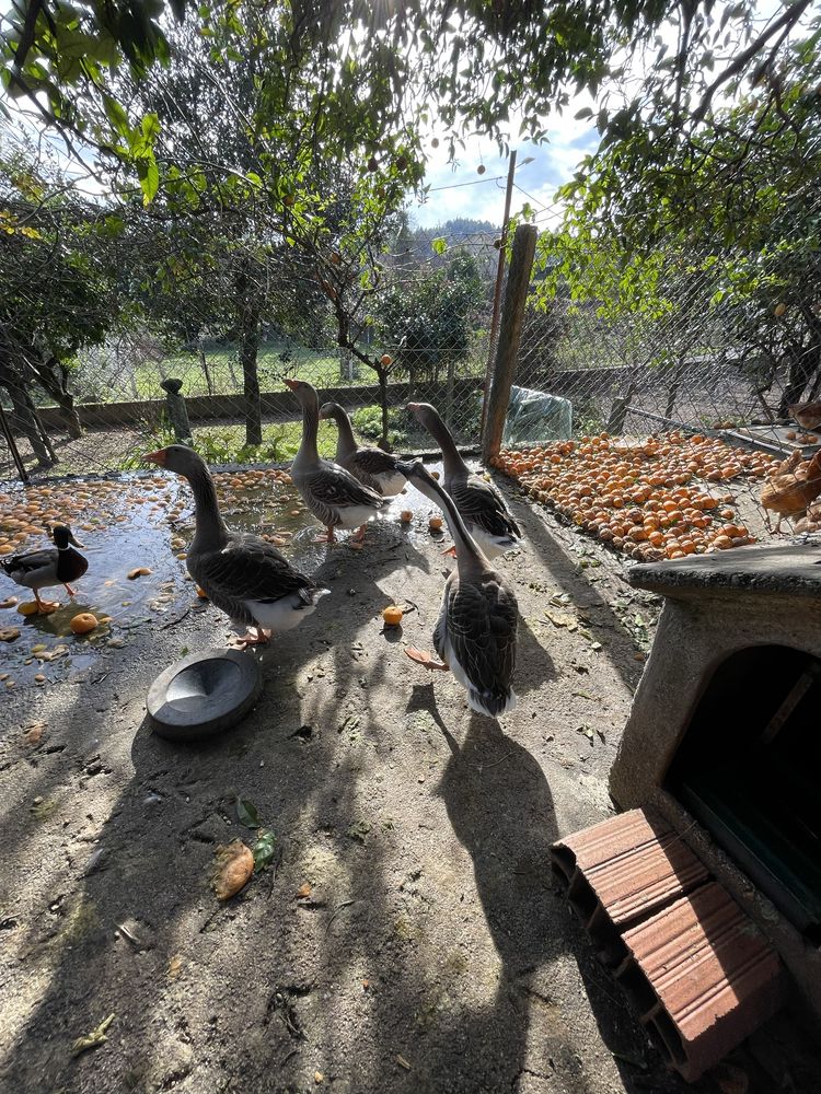 Gansos caseiros para venda