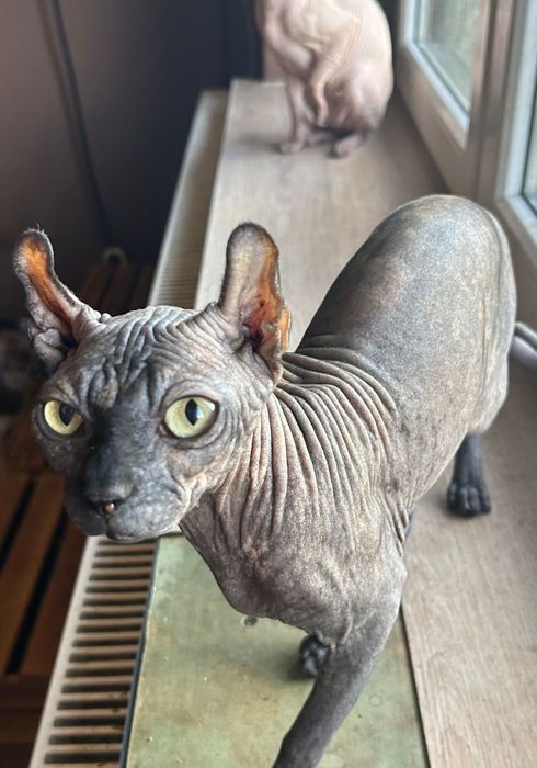 Sfinksi kotka pohodowlana 2,5letnia