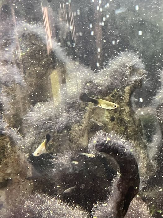 Guppy e Molly  juvenis