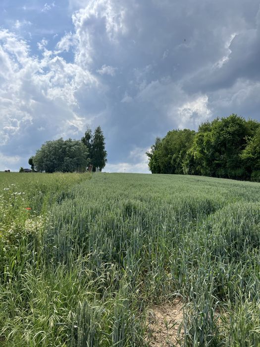 Dzialka budowlana 18,5a + 35a rolna w Więcławicach Dworskich