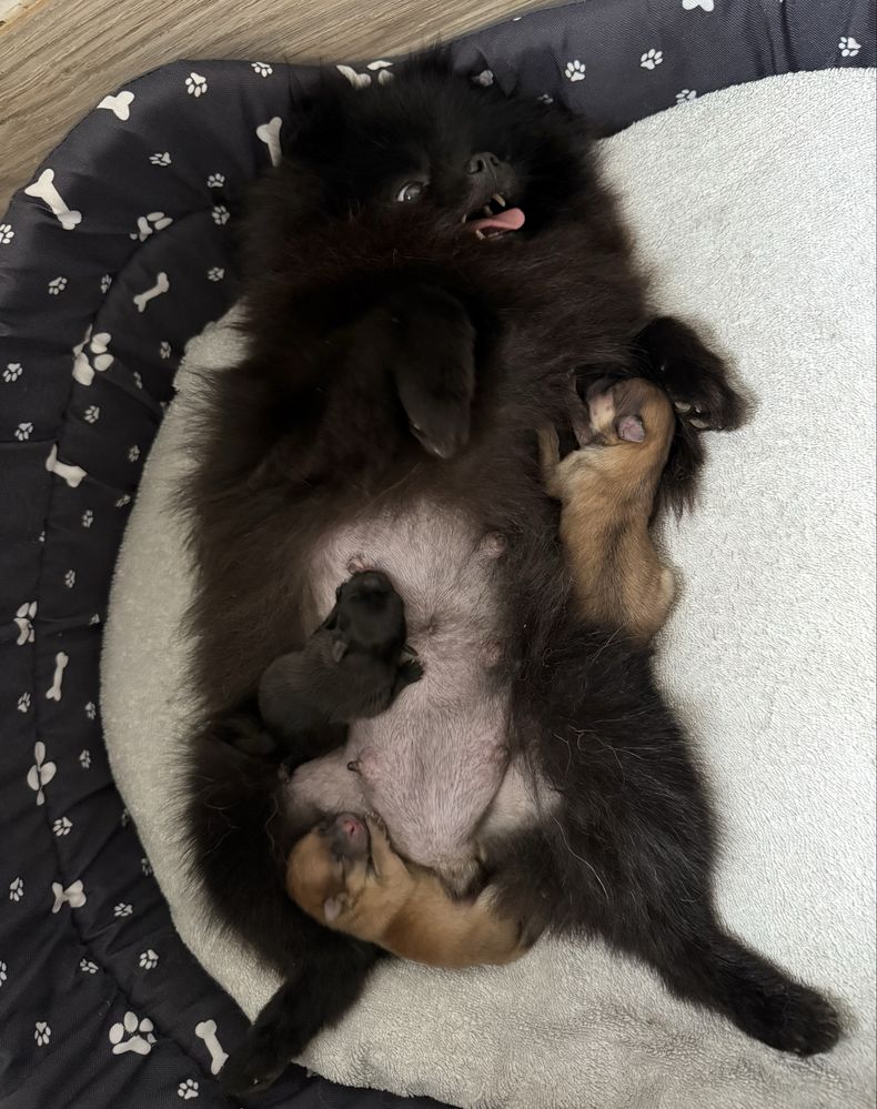 Szpic miniaturowy Pomeranian Gotowy do odbioru  Miś ZKWP FCI mini xxs