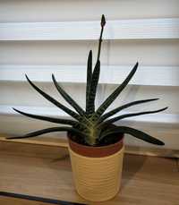 Aloes pstry (tygrysi)