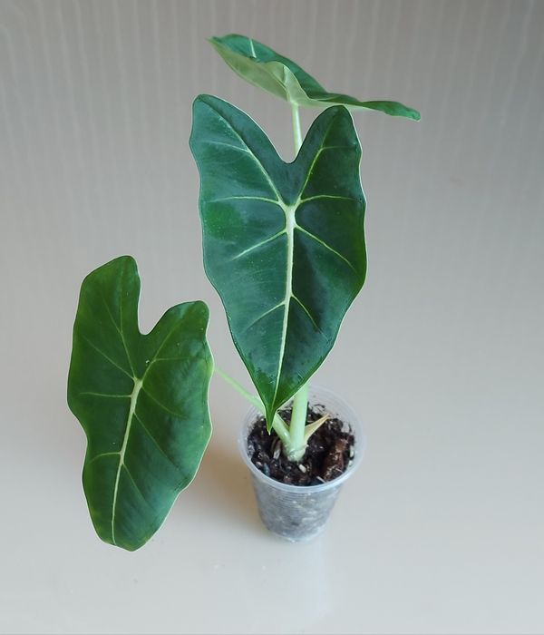 Алоказія Мішольтца