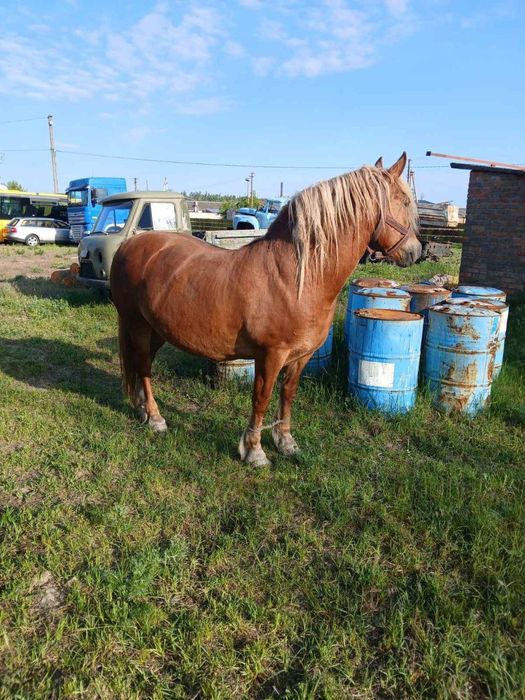 Продам кобилу, 9 років