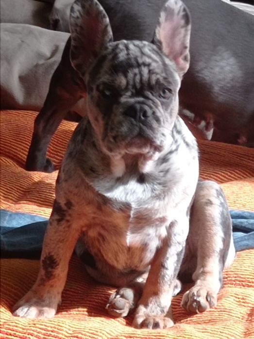 Хлопчик французького бульдога