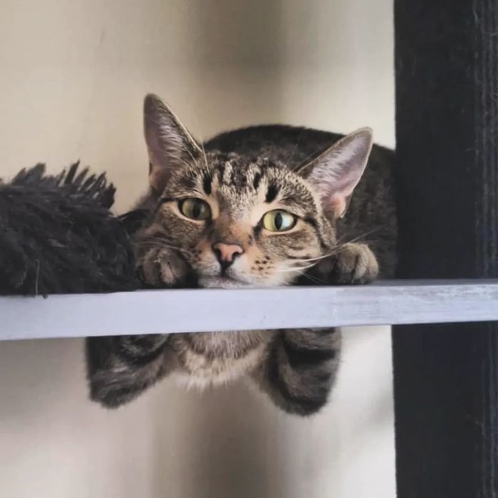 BELLA poleca się do dopcji