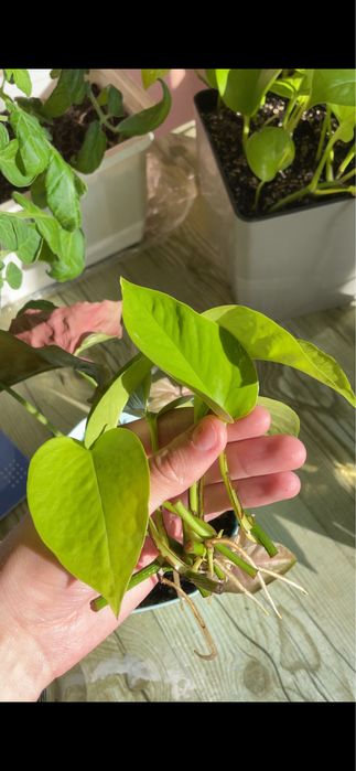 Рослина епіпремнум неон