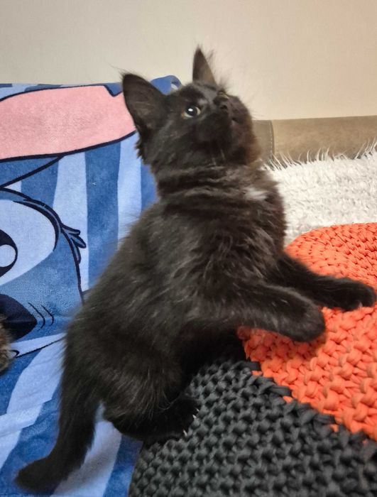 OSTATNI Czarny Syberyjski Kocurek rodowód FPL