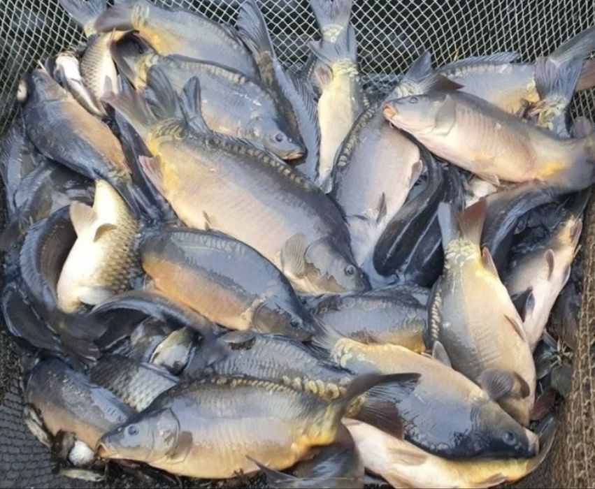 Karp Szczupak Amur detal hurt