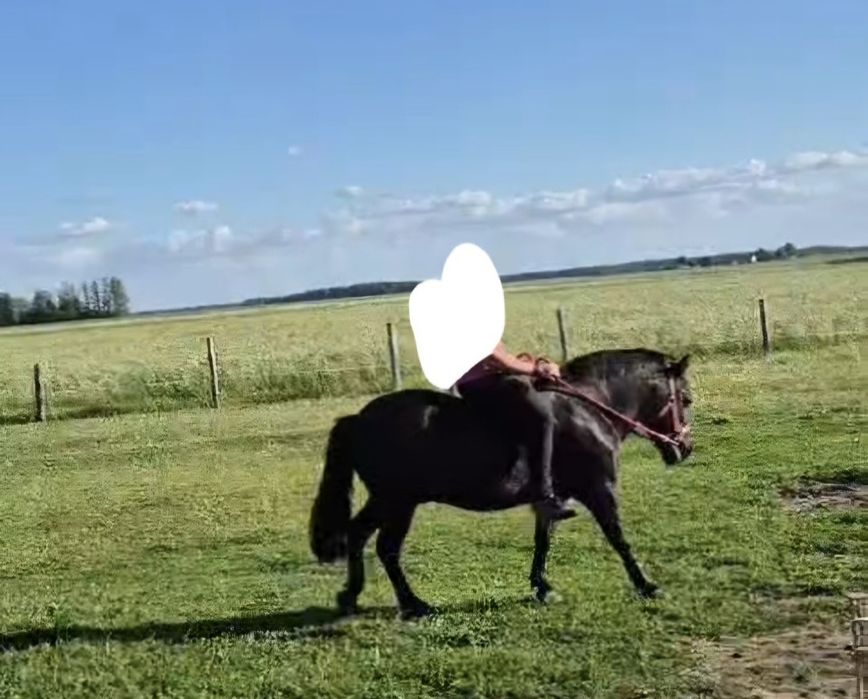 Kuc Waĺaszek dla dzieci